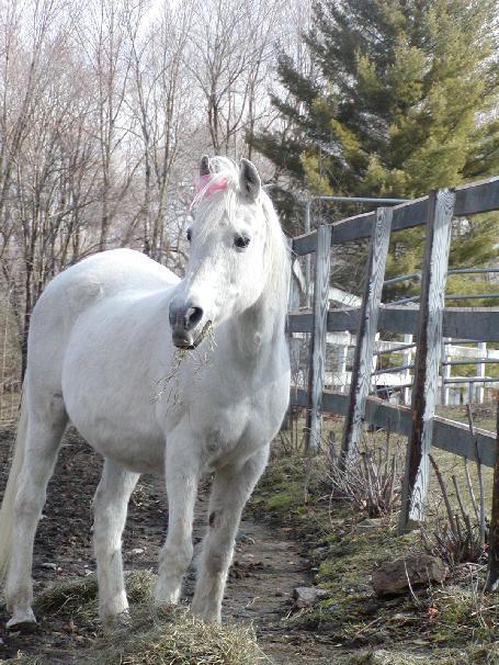 Arabian Horse Inn Sudbury エクステリア 写真